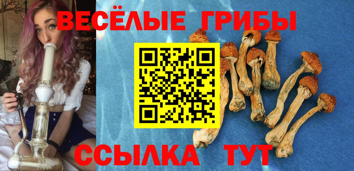 Киреевск  Галлюциногенные грибы Psilocybe  Вход с VPN 